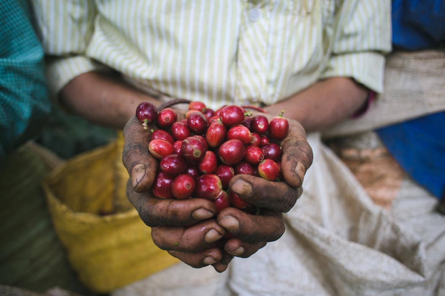 The Process Behind Building A Global Specialty Coffee And Craft Bakes Brand Out Of South Asia